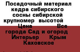 Посадочный материал кедра сибирского (сосны сибирской) крупномер, высотой 3-3.5  › Цена ­ 19 800 - Все города Сад и огород » Интерьер   . Крым,Каховское